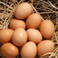 تخم مرغ محلی