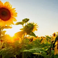 اکیب کاری برای کار کشاورزی و باغات