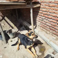 سگ ژرمن