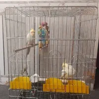 جفت عروس هلندی