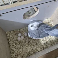 عروس هلندی