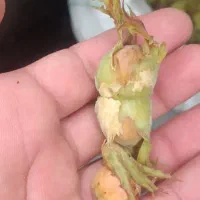 فندق محلی خوشمزه اشکورات