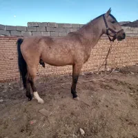 اسب