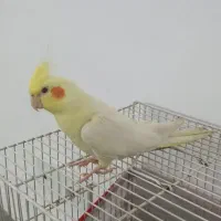 عروس هلندی جوجه هست