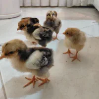 جوجه مرغ و خروس ویاندوت