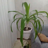 گل سوسن بزرگ