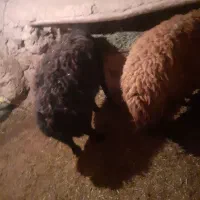 بره قوچ وقوچ قره قزیل