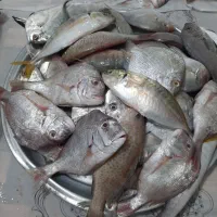 ماهی مخلوط کخو