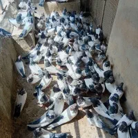 ‌کفتر کله دار سوقدیم
