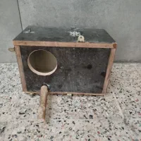 لانه عروس هلندی