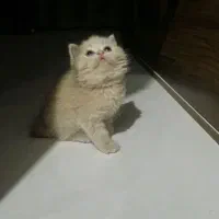 اسکاتیش آنفولد  زیبا و خاص