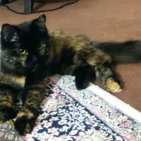 گربه پرشین اسکاتیش