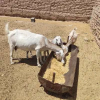 بز دورگ بسیار عالی و دو قلو زا