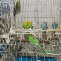 مرغ عشق سر حال با رنگهای جذاب ومتنوع