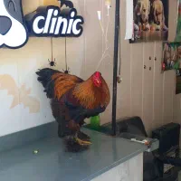 خروس برهما