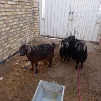 سه راس بز شیری