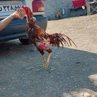 فروش خروس  لاری