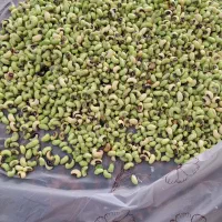 چشم بلبلی