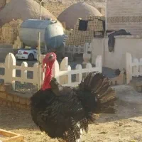 بقلمون نر