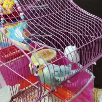 عروس هلندی ۱۸ ماهه نر از بچگی پیشه خودمه