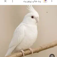 عروس هلندی البینو سفید یه دست گمشده فجر۳