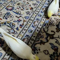 عروس هلندی خونگی