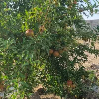 باغ میوه