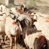 میش وکهره وبز فروشی