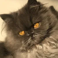 گربه بریتیش