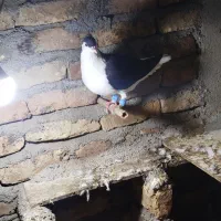 کبوتر ساده تمیز