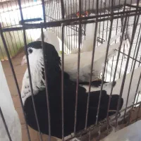کفتر|پرنده|کلاله, |دیوار