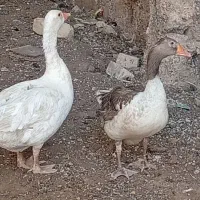 یک جفت غاز نرو ماده