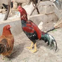 خروس لا ر ی