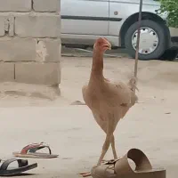 ماده مرغ