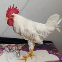 خروس جوان و سرحال