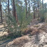 نخل|گل و گیاه طبیعی|سعدآباد, |دیوار