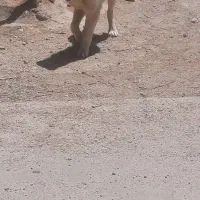 توله خراسانی ۴ ماهه