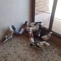 کفتر
