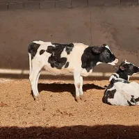 گوسال