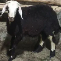 بره قوچ چند قلو زا