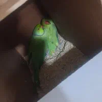 ملنگو چهار تخم