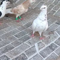 کفتر سار کاکولی