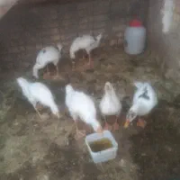 غاز|حیوانات مزرعه|اراک, |دیوار