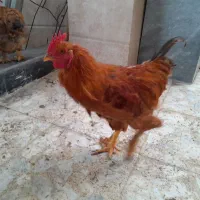 خروس دورگ برهما