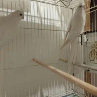 عروس مولد آلبینو