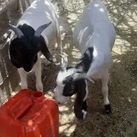 کره در خونه ای،پاک،داشتی،ماهان