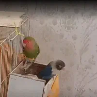 پرنده