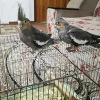 جوجه عروس هلندی