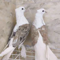 کبوتر دوکت