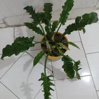 گل آپارتمانی